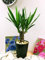 Easy Plants - 1 plante de table Evergreen Yucca Elephantipes Evergreen dans un pot tubus noir en céramique