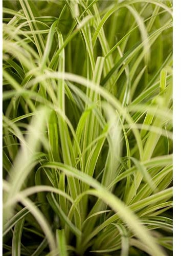 Carex oshimensis Evergold - gelbgrüne Garten-Segge - im Topf 11 cm, in Gärtnerqualität von Blumen Eber - 11 cm