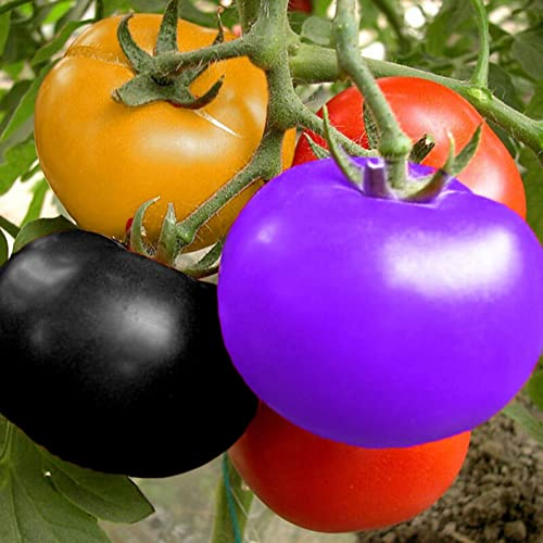 Haloppe 300 Unids Semillas de Verduras de Frutas de Tomate para Plantar en el Jardín de su Casa, Semillas de Tomate de Colores Deliciosas Frutas Verduras Jardín de Su Casa Decoración de Patio Semi