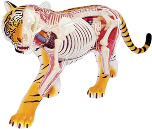ERNZI 3D Visuelle Tier Puzzle Tiger Anatomie Modell 4D Abnehmbare 28 Stücke
