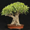 Ficus religiosa Sacra Fig tree seed semi ornamentali pianta tropicale (30)