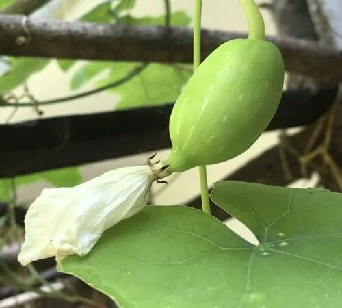 New 100pcs Green Ivy Gourd Vegetable Seeds