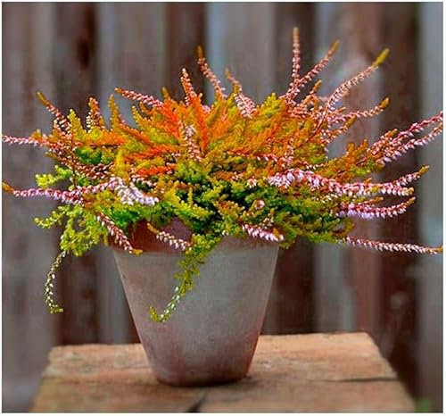 GrowOn Shrubs Scottish Heather Calluna Vulgaris 'Wickwar Flame' | Evergreen Shrub | Outdoor Garden Ready Plant | Summer and Autumn Flowering | Mauve-Pink Flowers