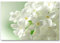 Paul Sinus Art Leinwandbilder | Bilder Leinwand 120x80cm weißer Flieder Nahaufnahme