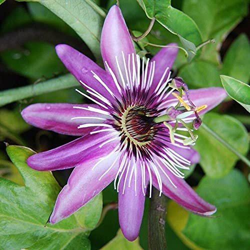 Passiflora violacea pianta rampicante in vaso 7x7 cm con canna h 60 cm Vivaio di Castelletto