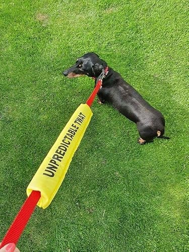Dog lead sleeve unpredictable twat. Yellow lead cover, wrap