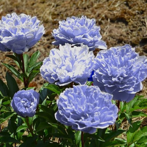 Großblumige Pfingstrosen, mehrjährige, kältebeständige Blumenzwiebeln, leuchtende Blüten, verschiedene Sorten, ausgezeichnete dekorative Wirkung-1 zwiebel-E