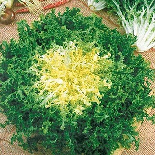 NIKA SEEDS - Seeds Vegetable Curly Endive Frisee Heirloom for Salads - 1000 Seeds