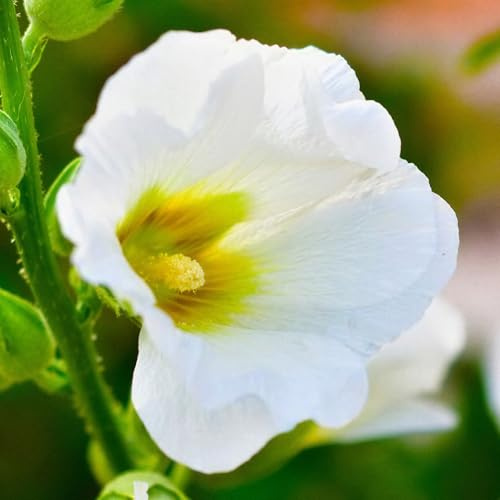 Alcea 'Polarstar' - Weiße, einfache Stockrose, winterharte Gartenblume