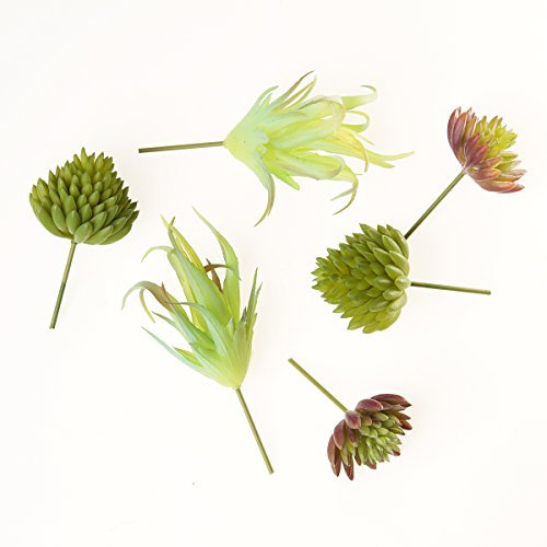Darice Succulent Multipack, Green
