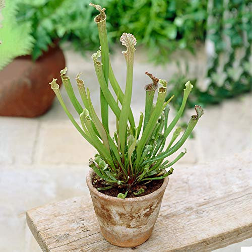 Sarracenia Smoorii | Beste Zimmerpflanzen | 25-35cm getopfte Fliegenfalle Pflanze zum Verkauf