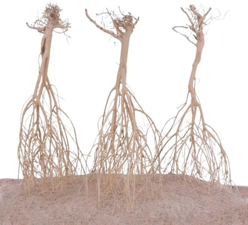 AquaOne Sahara Wurzel 3 Stück 25-35cm Aquarium Wurzel Holz Deko Aquascaping Dekoration Landschaft Moorkien Moorwood Redwood Mangrove Moos Natur Echtholz