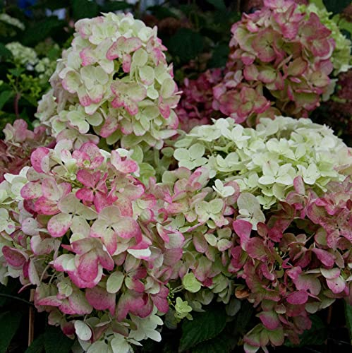 Hochstamm Rispenhortensie Graffiti® 80-100cm - Hydrangea paniculata