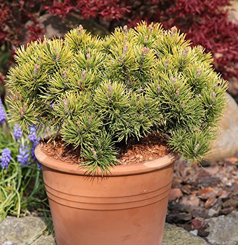 Wintergelbe Zwergbergkiefer 60-70cm - Pinus mugo - Gartenpflanze