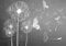 Forwall - Vlies Fototapete Blumen Grau Pusteblumen Schmetterlinge 312x219 cm - Fototapeten - Tapeten - für Wohnzimmer Schlafzimmer - Vliestapete Wandtapete Tapete 3D Effekt- inkl. Kleister