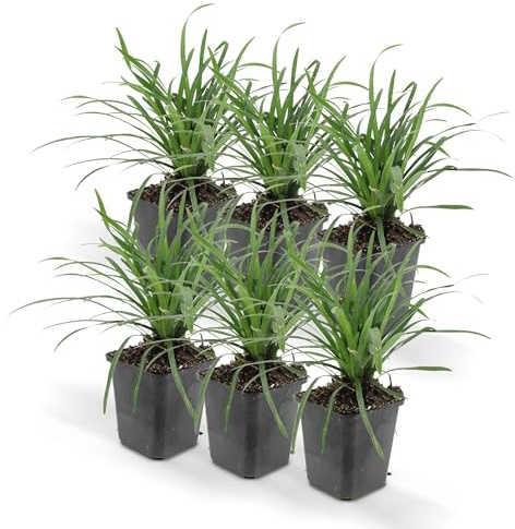 Bodendecker - Lilientraube - Liriope muscari 'Big Blue' - 9cm Topf - Set mit 6 Pflanzen