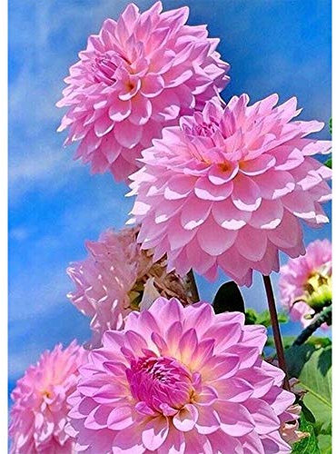 5D Diamond Painting Diamant Malerei Painting Bilder, Wowdecor Rosa Dahlie Blumen Blauer Himmel Full Set Groß DIY Diamant Gemälde Malen Nach Zahlen