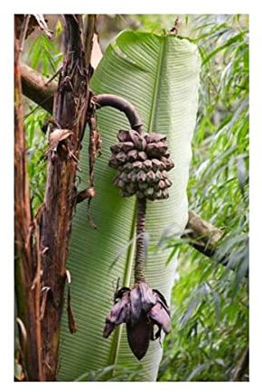 Pcs - 10x Musa (Bananier) Puspanjaliae Melon-Banane Jardin Plantes - Graines ID513 - Seeds & Plants Shop by Ipsa
