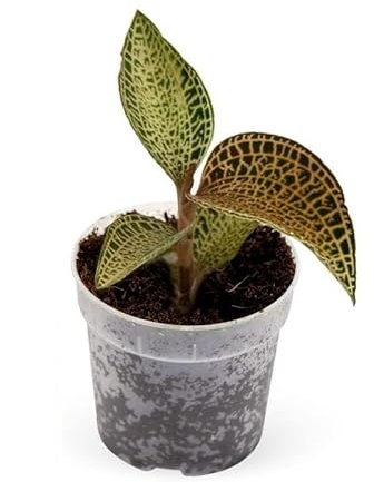 Exotenherz - Juwelorchidee - Ludisia Topaz - Mini-Erdorchidee mit ausgefallenen Blättern - 6cm Topf