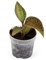 Exotenherz - Juwelorchidee - Ludisia Topaz - Mini-Erdorchidee mit ausgefallenen Blättern - 6cm Topf