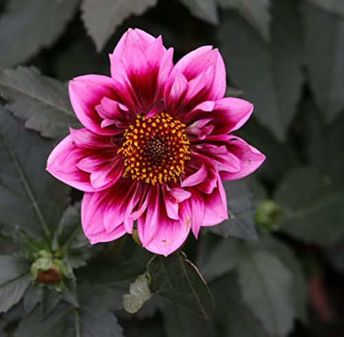 Halskrausen Dahlien Liquid Desire Blumenzwiebel (1 Wurzelstock)