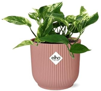 Efeutute - Scindapsus Epipremnum Marble Queen - Zimmerpflanze + Topf Vibes Fold 14cm Rosa