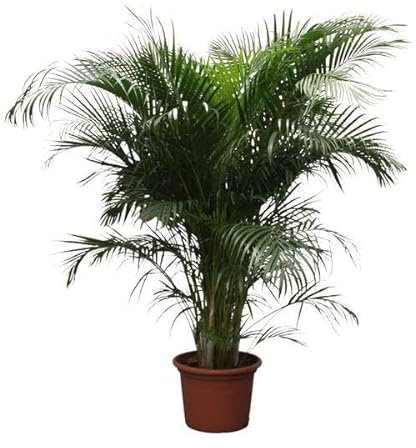 Dypsis Lutescens (Areca) - 230 cm - Ø 40 cm