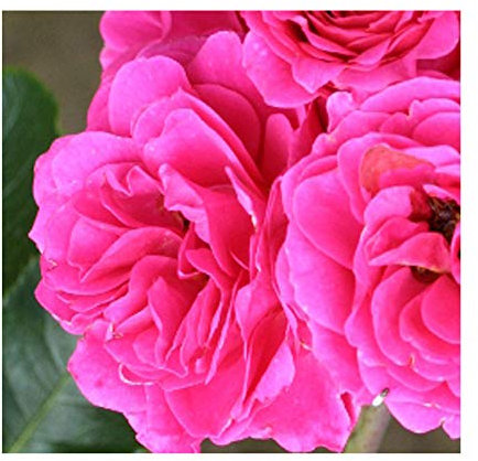 Rosa Climbing Rose 'Starlight Express' Plant