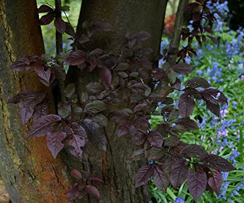 Blutpflaume Prunus cerasifera Nigra Containerware 60-100 cm