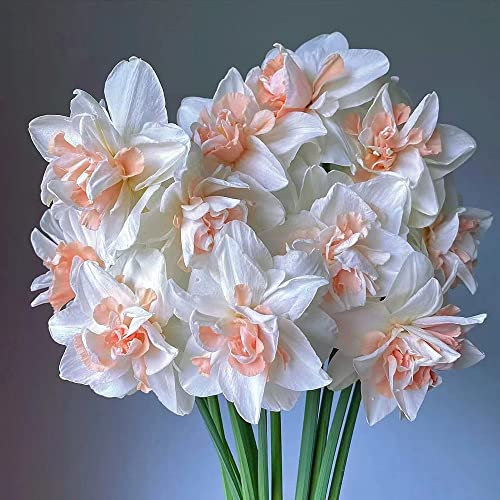 3 pezzi narcisi bulbi rosa piante resistenti per vasche fiore prato perenne resistente per hobby giardinieri bulbi invernali giardino prato