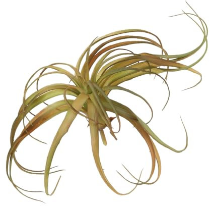 QUARKZMAN 1Stk Künstliche Sukkulenten Pflanzen Ananas Gras 8 Große Faux Sukkulenten Ungetopft Echte Berührung für Heimwerker Dekor Grün/Rot Braun