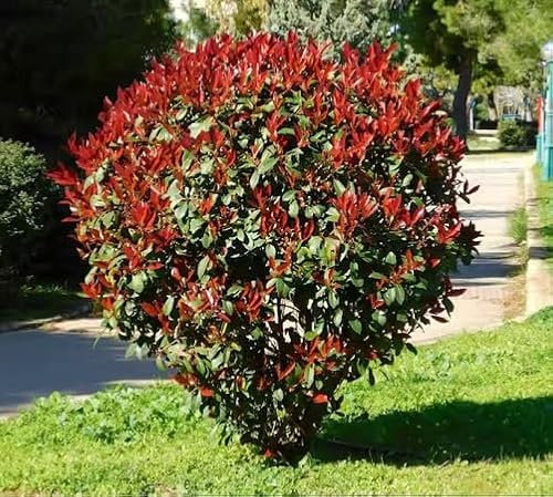 Graines de plantes Photinia fraîches et neuves, 40 pièces