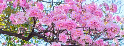 GUTE SAMEN Gartenpflanzen Samen Ziersamen Mehrjährige Pflanzen TROMPETENBAUM - ROSA es