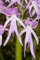Potseed Orchis Italica – Nackter-Mann-Orchidee, italienische Orchideensamen 5/10/20/40 (20)