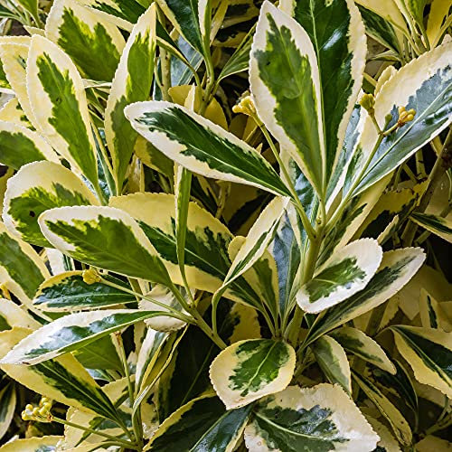 Euonymus japonicus Bravo - Japanese Spindle | Evergreen Potted Garden Shrub (15-30cm Incl. Pot)