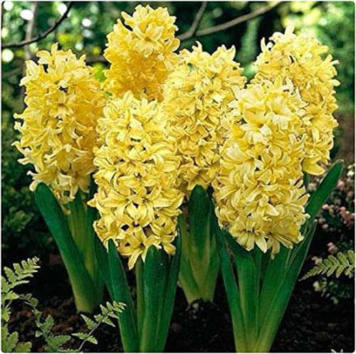 Yellow Hyacinth 'Gipsy Princess' X 10 Spring Flowering Bulbs, by Growtanical®