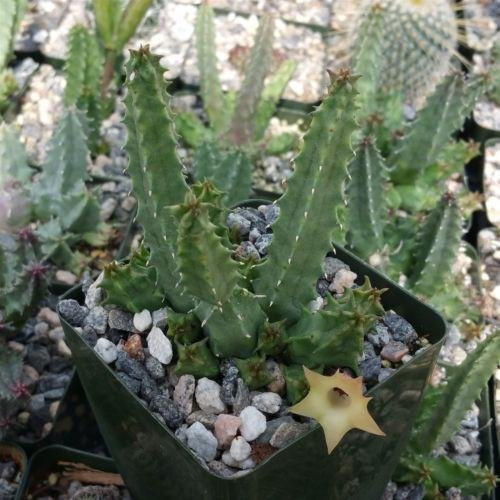 Seeds Semi di GERMINAZIONE: Huernia bayeri Kaktus Cactus Sukkulenten Real Live Pflanze