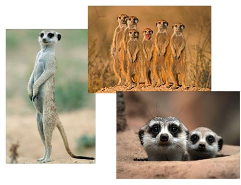Edition Colibri ERDMÄNNCHEN Postkarten-Set, 3 Tierpostkarten/Ansichtskarten von Erdmännchen in Afrika (10635)