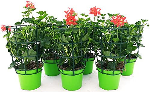 POWERS TO FLOWERS - GERANIO PARIGINO ROSSO HERCULES, PELARGONIUM, 6 PIANTE VASO 14, piante vere