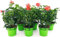POWERS TO FLOWERS - GERANIO PARIGINO ROSSO HERCULES, PELARGONIUM, 6 PIANTE VASO 14, piante vere