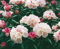 Rhododendron yakushimanum 'Best Late' 25-30 cm - Rhododendron, rosa Blüten, Blütezeit Mai-Juni, ideal für Halbschatten, immergrün, winterhart