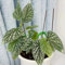 100 pcs eisbegonien samen begonia, saatgut, winterharte kübelpflanzen begonie samen blumen samen, bio saatgut pflanzen garten, blumengarten blumen balkon, garten geschenk samen geschenk,
