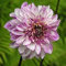 Petsdelite ® Dahlien, Puderquaste 'Brindisi' (Samen) Riesenblumen, tolle Sedds