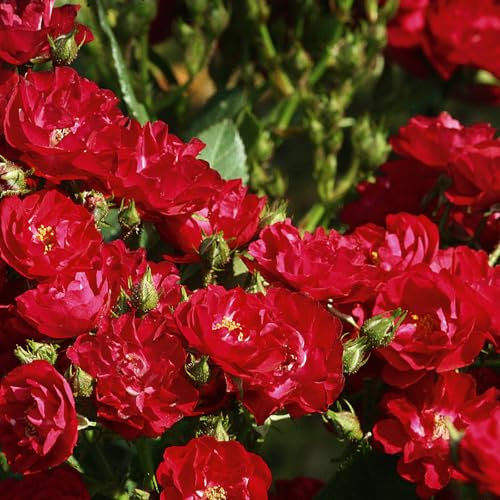 Zwergrose 'Alberich', rot, halbgefüllte Blüten, Topf 3 Liter