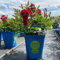 Zwergrose 'Alberich', rot, halbgefüllte Blüten, Topf 3 Liter