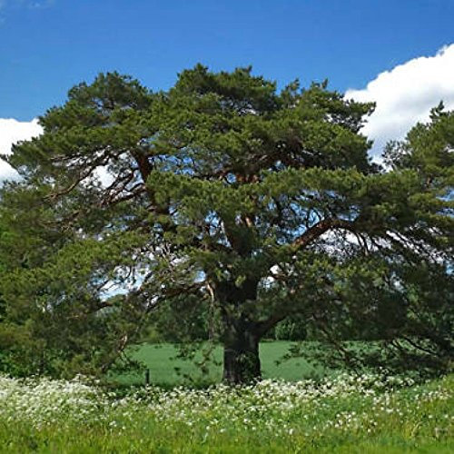 PINO SILVESTRE AUSTRIACO Pinus sylvestris - 30 + SEMI