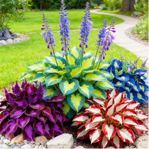 Eine farbenfrohe Mischung aus Funkien – robuste, mehrjährige Gartenpflanzen, die schnell wachsen und pflegeleicht sind-10 PCS-Florenzo