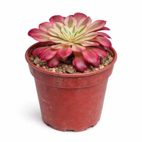 Aeonium Mardi Gras Rosetten-Dickblatt Rarität 6,5cm Topf 15cm hoch