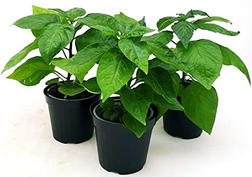 POWERS TO FLOWERS - PEPERONCINO HABANERO CHOCOLATE BIO, 3 PIANTE, Vaso 10cm, piante vere