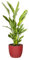 Bonplants Strelitzia Reginae Uccello del Paradiso, Pianta Vera Decorativa, Vaso 24 cm, h 90 cm (Vaso Rosso)